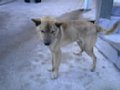 l00041.jpg
