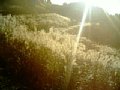 l00074.jpg