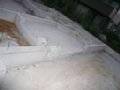 p07761.jpg