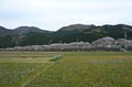 p08501.jpg