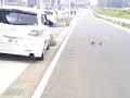 p09993.jpg