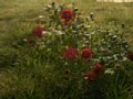 p10118.jpg