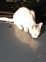 p11490.jpg