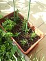 p15508.jpg