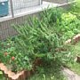 p15543.jpg