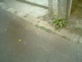 w00032.jpg