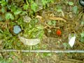 w00034.jpg