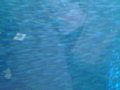 w00680.jpg
