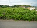 w01858.jpg